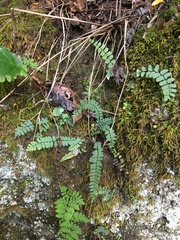 Asplenium resiliens