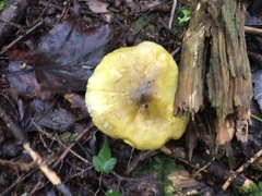 Tricholoma subsejunctum