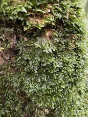 Homalia trichomanoides