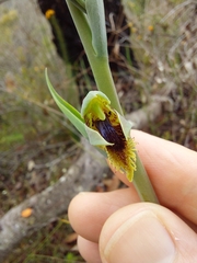 Calochilus campestris