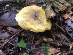 Tricholoma subsejunctum