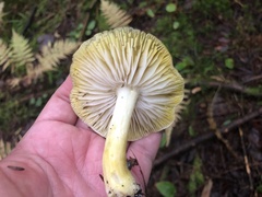 Tricholoma subsejunctum