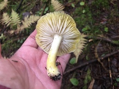 Tricholoma subsejunctum