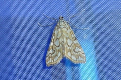 Elophila nymphaeata