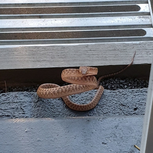 Brown Tree Snake sighting