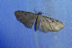 Eupithecia indigata