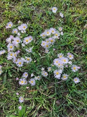 Erigeron annuus