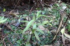 Beilschmiedia tawa