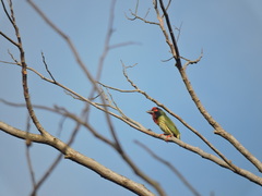 Psilopogon haemacephalus