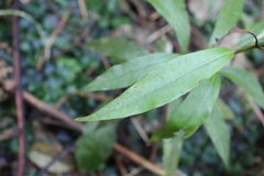 Beilschmiedia tawa