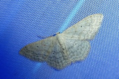 Scopula incanata