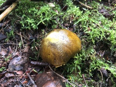 Tricholoma subsejunctum