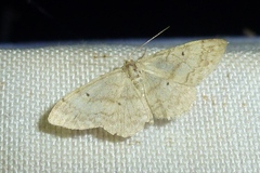 Idaea biselata