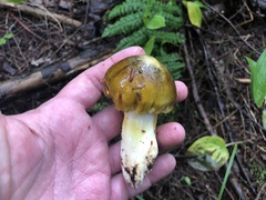 Tricholoma subsejunctum