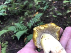 Tricholoma subsejunctum