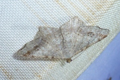 Macaria alternata