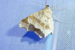 Macaria alternata