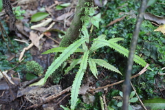 Knightia excelsa