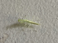 Tropidomantis kawaharai