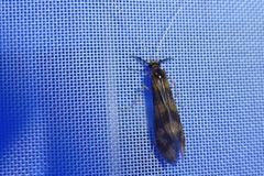 Mystacides longicornis