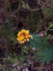 Pultenaea stipularis