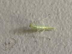 Tropidomantis kawaharai