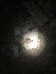 Rana amurensis