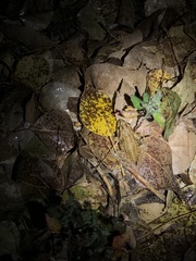 Rana amurensis