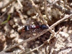 Myrmecia