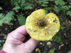 Tricholoma subsejunctum