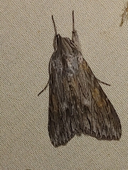 Cucullia alfarata