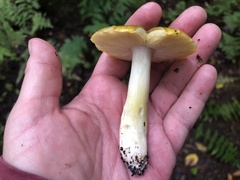 Tricholoma subsejunctum