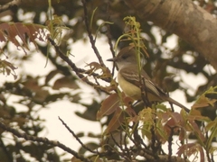 Myiarchus tyrannulus