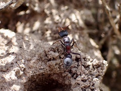 Myrmecia