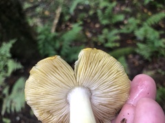 Tricholoma subsejunctum