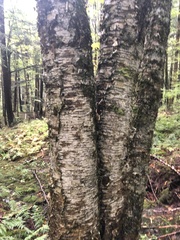 Tricholoma subsejunctum