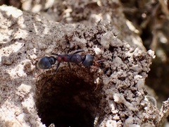 Myrmecia