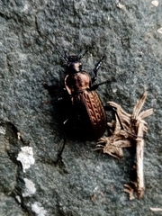 Carabus granulatus