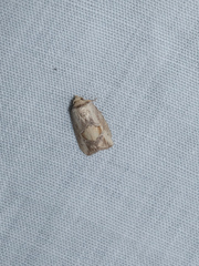 Strotihypera macroplaga