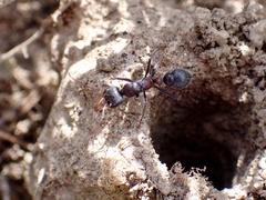 Myrmecia