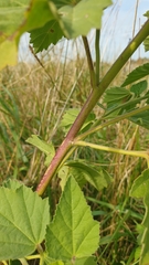 Althaea officinalis