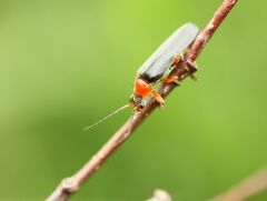 Cantharis pellucida