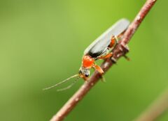 Cantharis pellucida