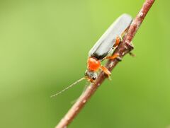 Cantharis pellucida