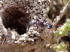 Myrmecia