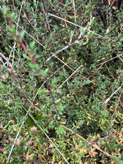 Frankenia pauciflora