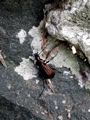 Carabus granulatus