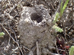 Myrmecia