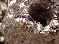 Myrmecia