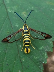 Synanthedon arkansasensis